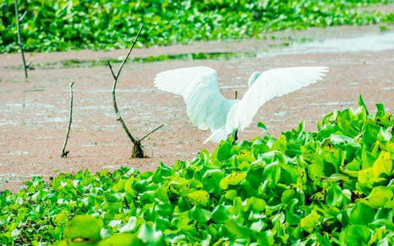 A Beautiful white Swan or Cygnus bird flapping its wings on the lake field with floating aquatic plant in Kumarakom Bird Sanctuary, Kerala.