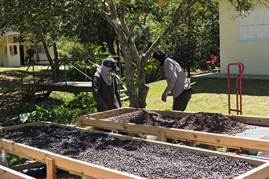 worker drying coffee beans in a coffee factory in bouquete panama