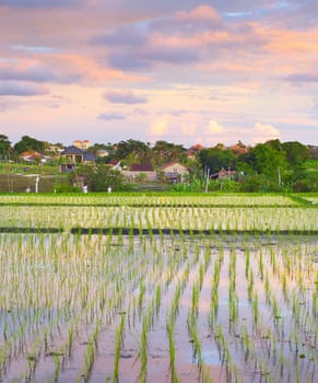Scenic sunset sky over rice fields terraces, rural landscape with small village in background, Bali, Indonesia