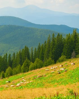 Herd of sheeps grazing on green meadow slope, Carpathian mountains landscape in background, Ukraine