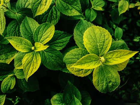 Jasmine flower surrounded by green leaves. It has green tone with bright color on it.