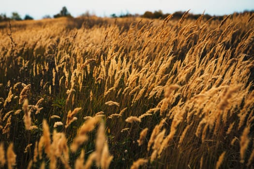 beautiful autumn field several spike close up.