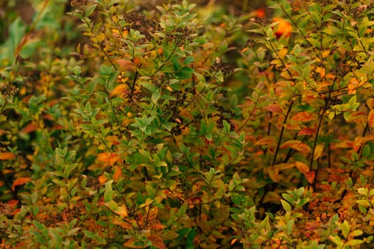 colorful red orange autumn leaves close up.