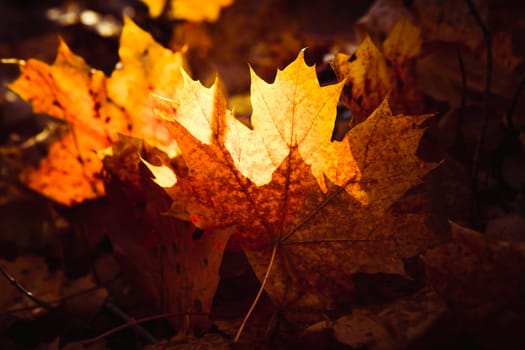 Orange yellow tree leaf forest autumn beauty nature.