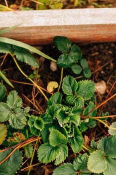 Strawberry bush growing on a garden bed