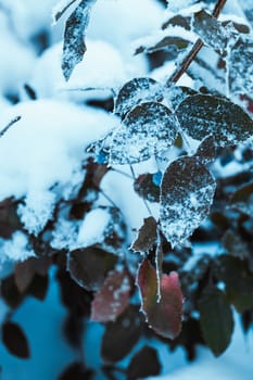barberry close up branches in the snow.