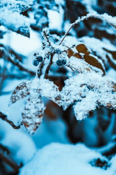 barberry close up branches in the snow.