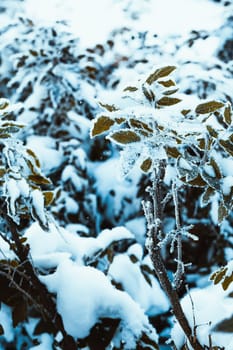 barberry close up branches in the snow.