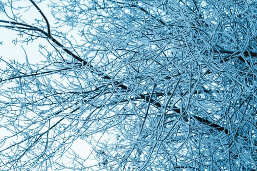 branches in the snow during the day.