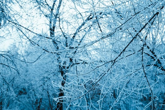 winter forest and branches in the snow during the day.