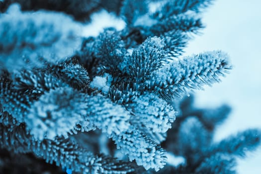 frozen spruce in hoarfrost in winter afternoon.