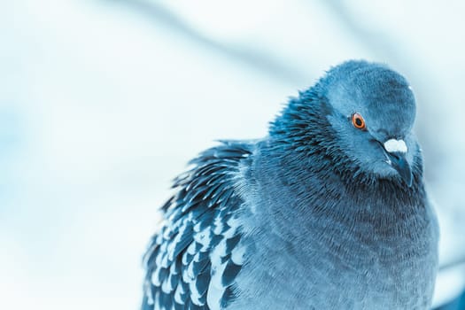pigeon on the branch perched in the winter afternoon.