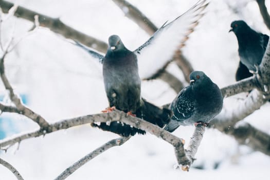 pigeons sitting hunched on a branch in the winter day.