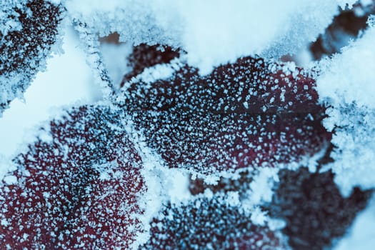 barberry close up branches in the snow.