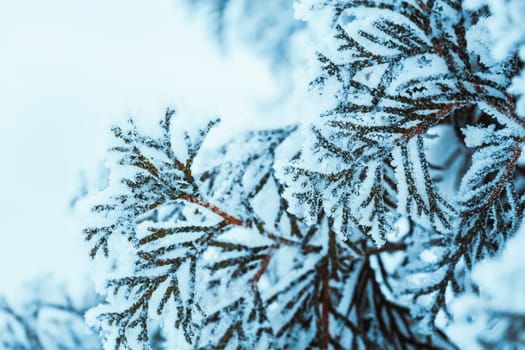 winter dark green larch branches in the snow close up.