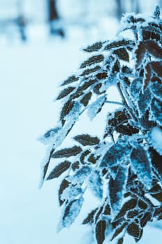 barberry close up branches in the snow.