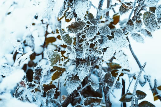 barberry close up branches in the snow.