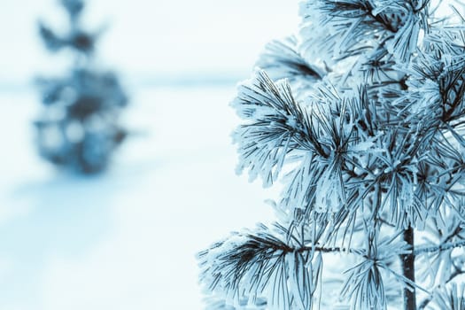 frozen spruce in hoarfrost in winter afternoon.