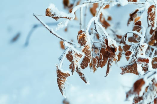 yellow leaves on branches in hoarfrost in winter.