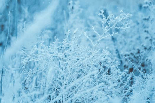 frozen plants in hoarfrost in winter afternoon.
