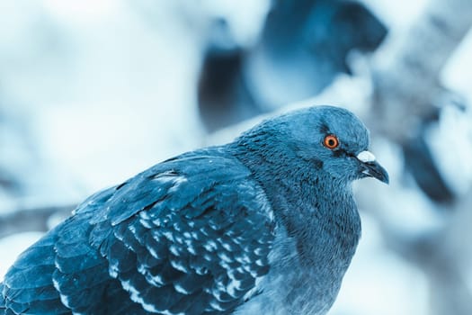 pigeon on the branch perched in the winter afternoon.