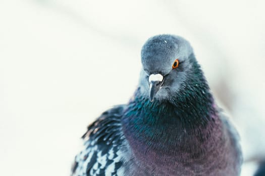 pigeon on the branch perched in the winter afternoon.