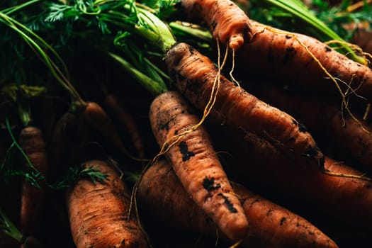 Fresh carrots from the garden close-up on a wooden background.