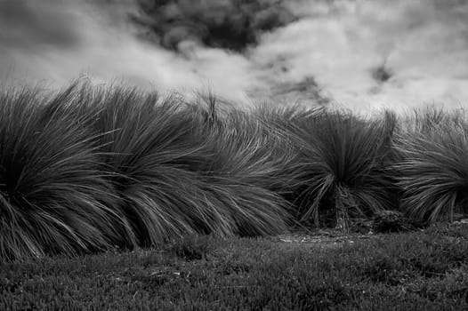 Strong wind in tussock grass with menacing clouds in the background that anticipate a thunderstorm, Victoria, Australia. Black and white shooting.