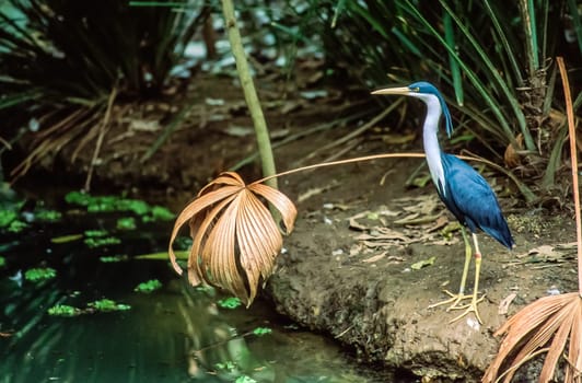 A Pied Heron (Egretta Picata) with breeding plumage,  standing in front of reeds by pools of water, Queensland, Australia.