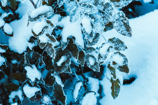 barberry close up branches in the snow.