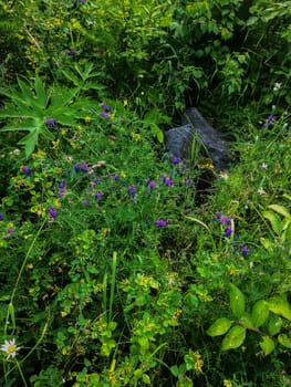 Meadow flowers, grass, flora on lawn in the park, garden. Summer, summertime landscape. Foliage, seasonal forest, flora, botanical photo for nature calendars, print, poster, interior decor. Blossom.