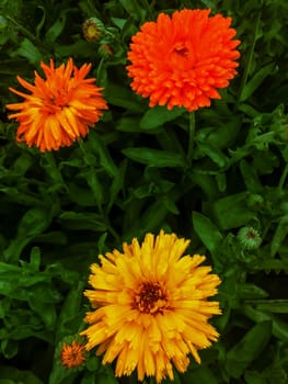 Fresh organic calendula marigold flowers background.