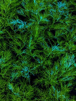 Fresh green dill in spring garden, green plant background