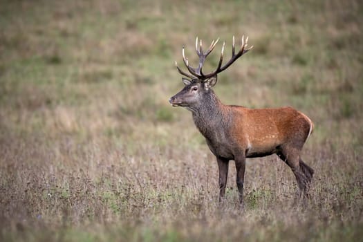 Red deer stag, cervus elaphus, standing looking aside on a meadow with dry grass in autumn. Wild animal in nature with blurred background and copy space