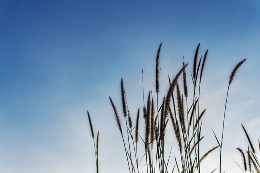 Grass flower with color of sky sunset in twilight