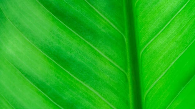 Green leaf with bubble drop on leaves blurred background