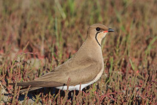 close up collared pratincole. Danube Delta, Romania