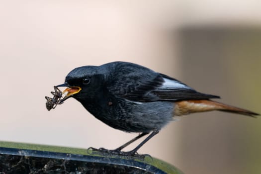 Black redstart catches a spider