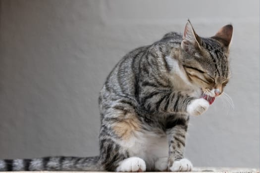 Cute grey kitten with white paws grooms itself