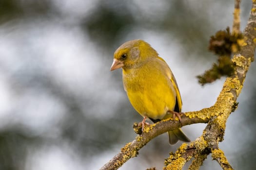 Greenfinch, yellow bird on a branch with yellow moss