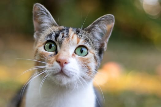 Tricolor cat in love, with big green eyes