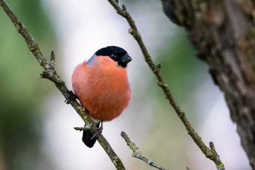 Bullfinch on a branch, looks to the right