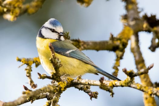 beautiful blue tit on branch in the spring sun
