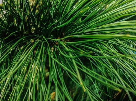 green needles of coniferous tree as a natural christmas background