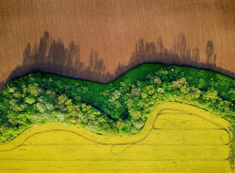 Yellow field rapeseed in bloom