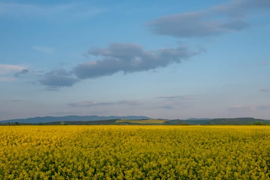 Yellow field rapeseed in bloom