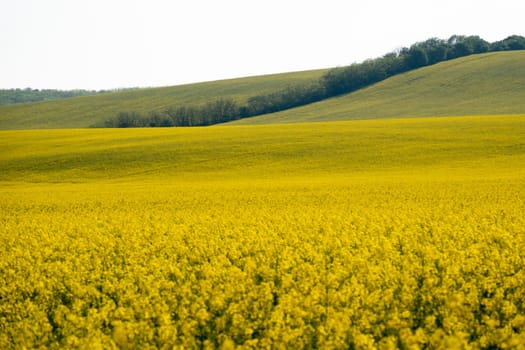 Yellow field rapeseed in bloom