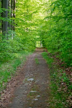 Road going through sunny green Forest at spring