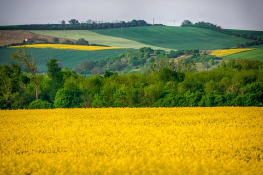 Yellow field rapeseed in bloom
