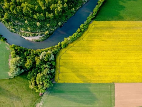 Yellow field rapeseed in bloom
